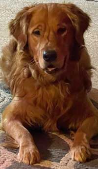 Picture of Enzo.