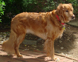 long island golden retriever rescue golden retriever rescue 300x240