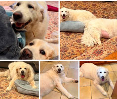 Picture of Bonded Pair.