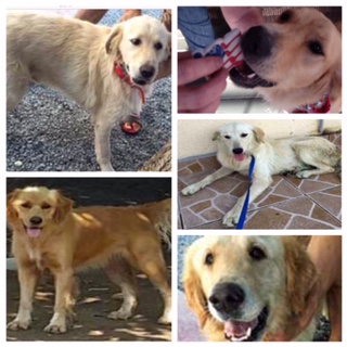 Turkey dogs on sale golden retrievers